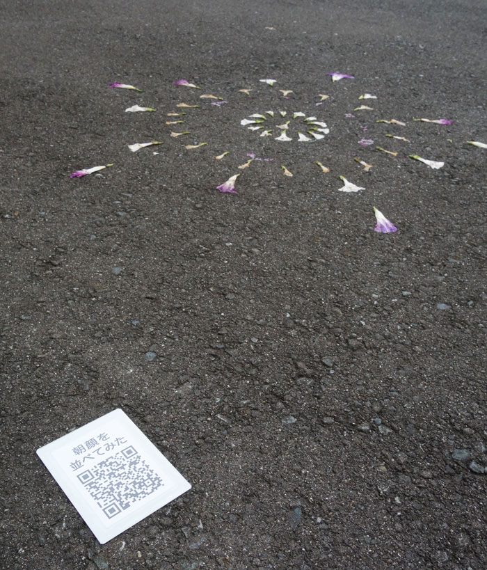 朝顔を並べてみた20251011