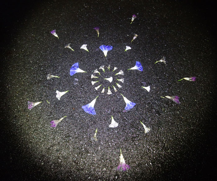 朝顔を並べてみた20251011