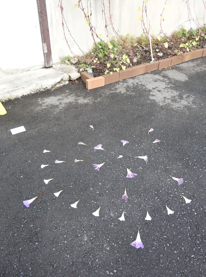 朝顔を並べてみた20251013