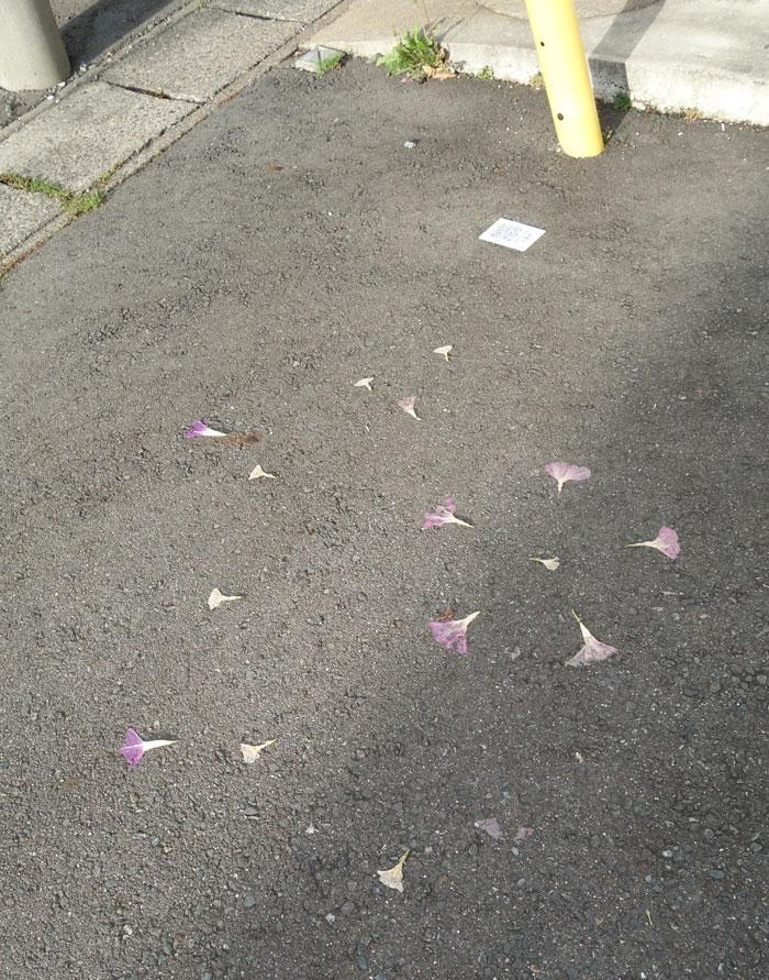 朝顔を並べてみた20251014