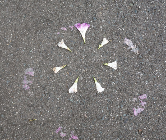 朝顔を並べてみた20251015