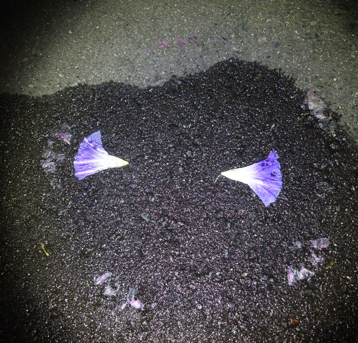 朝顔を並べてみた20251015