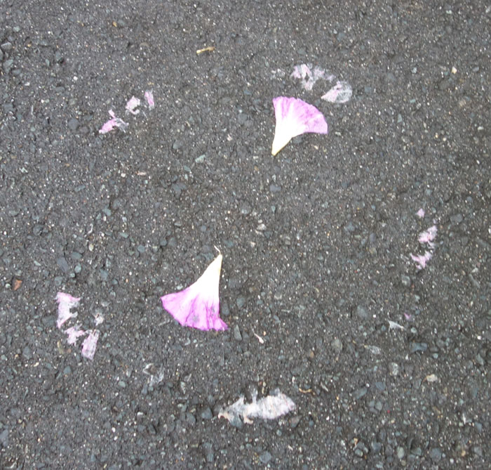 朝顔を並べてみた20251016