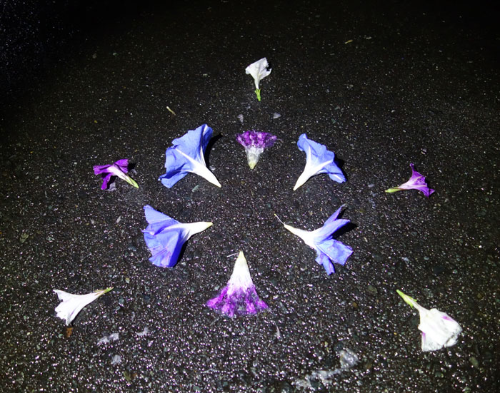 朝顔を並べてみた20251016