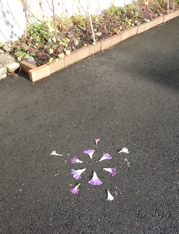 朝顔を並べてみた20251017