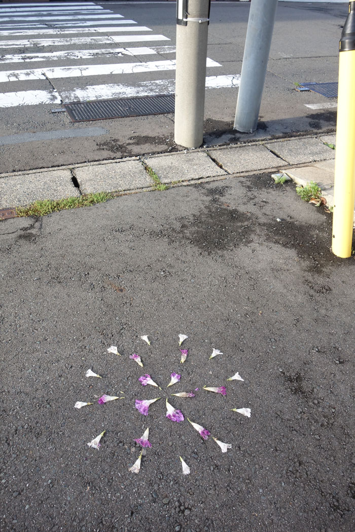 朝顔を並べてみた20251019