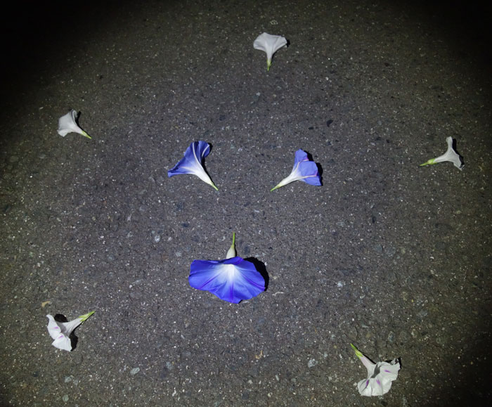 朝顔を並べてみた20251019