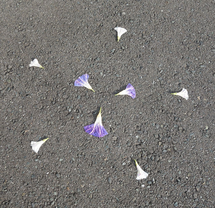 朝顔を並べてみた20251020