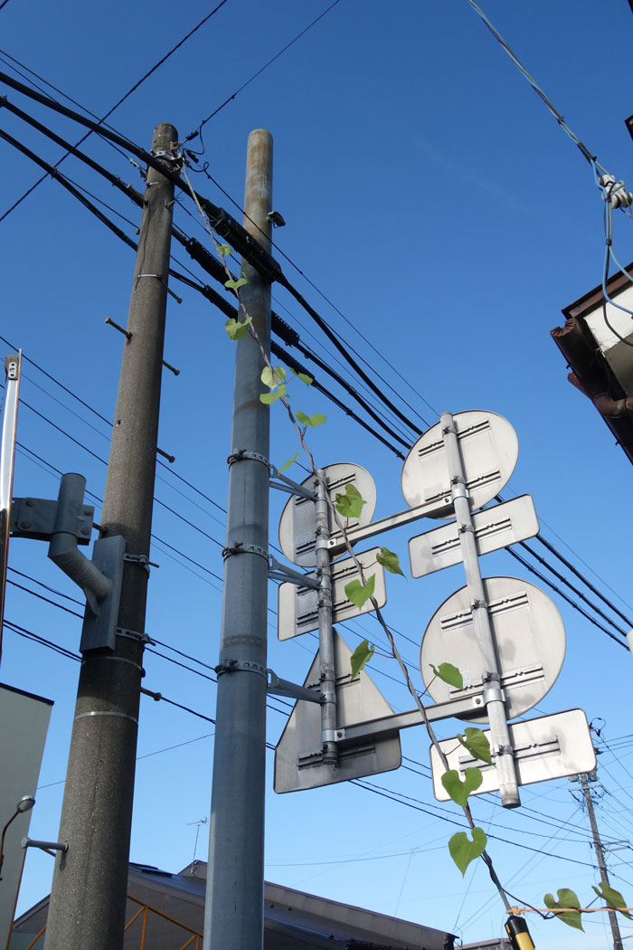 朝顔を並べてみた20251020