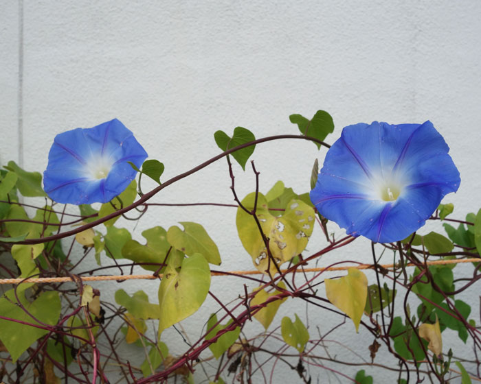 朝顔を並べてみた20251021