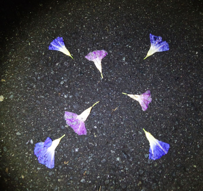 朝顔を並べてみた20251021