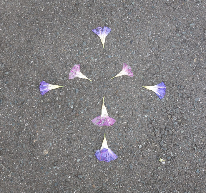 朝顔を並べてみた20251022