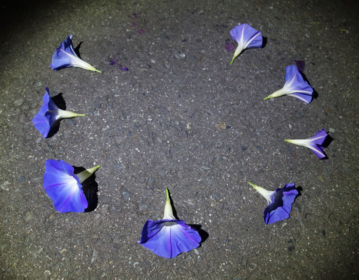 朝顔を並べてみた20251022