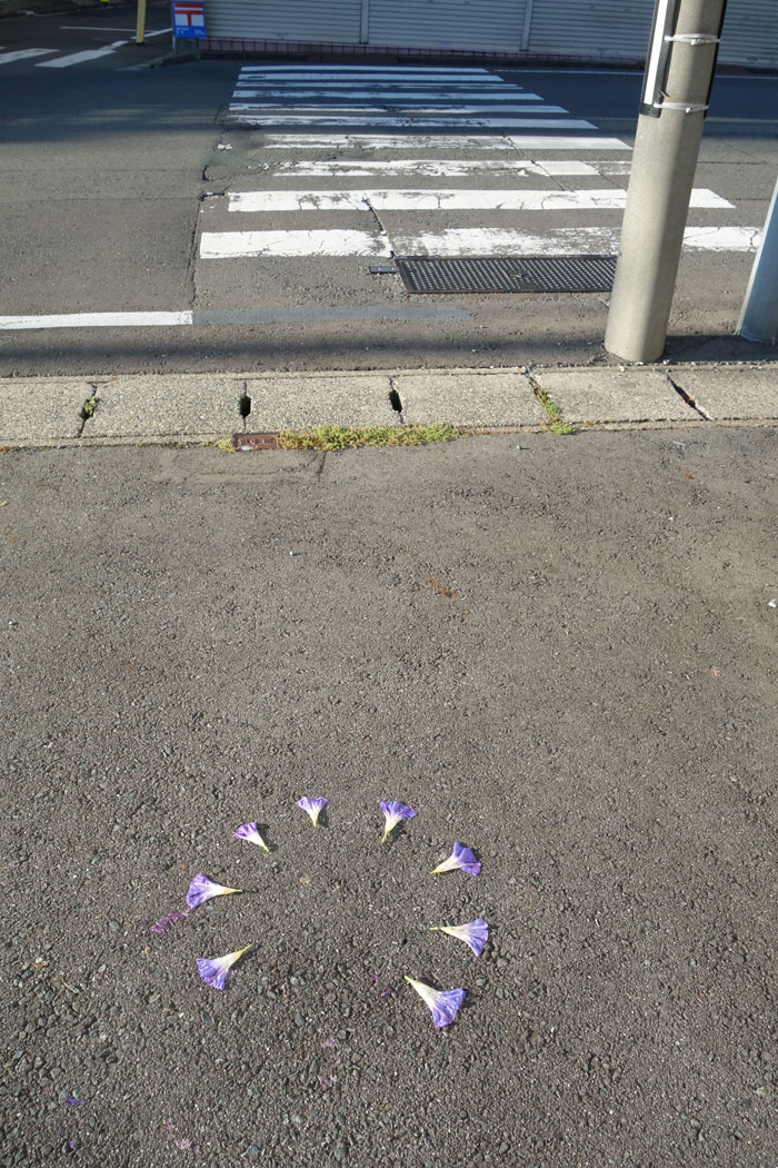 朝顔を並べてみた20251023