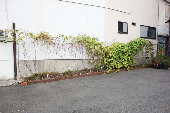 朝顔を並べてみた20251031