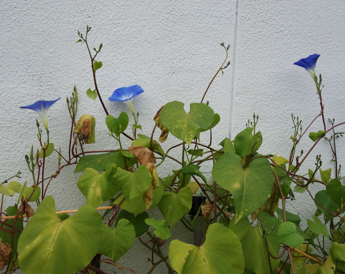 朝顔を並べてみた20251031