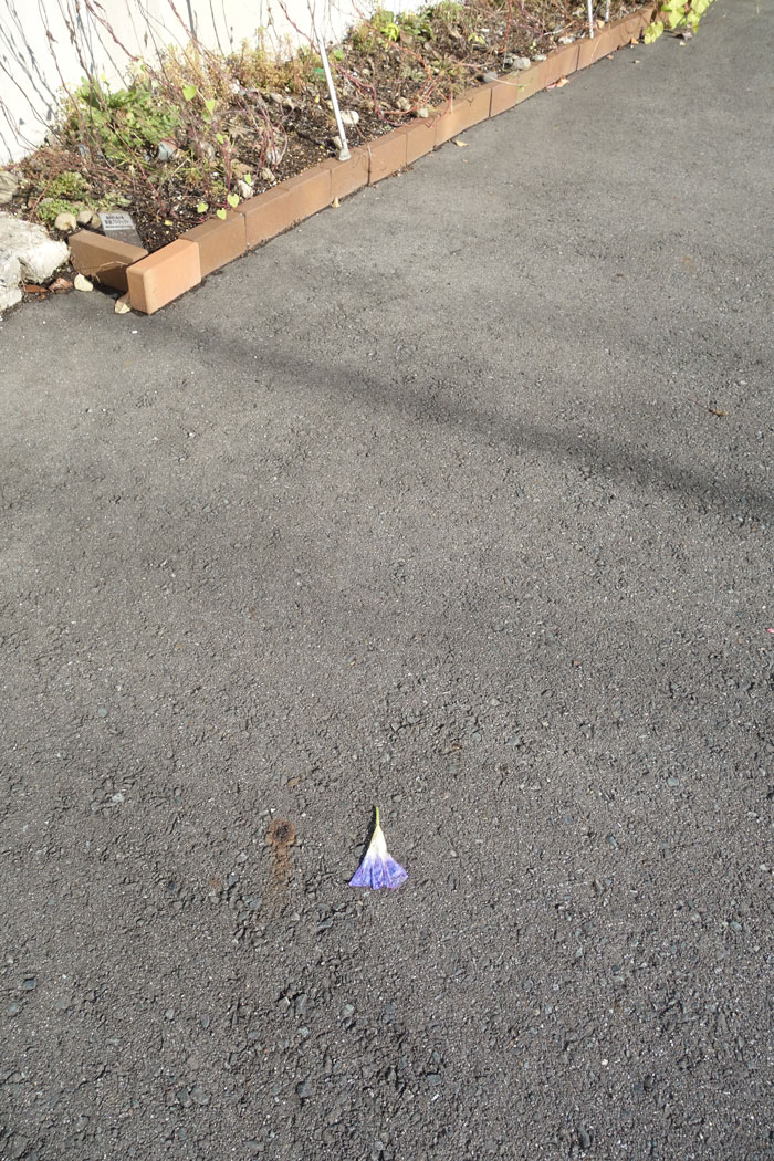 朝顔を並べてみた20251104