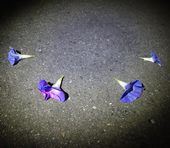 朝顔を並べてみた20251106