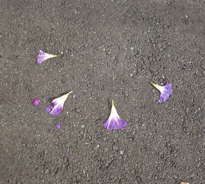 朝顔を並べてみた20251107