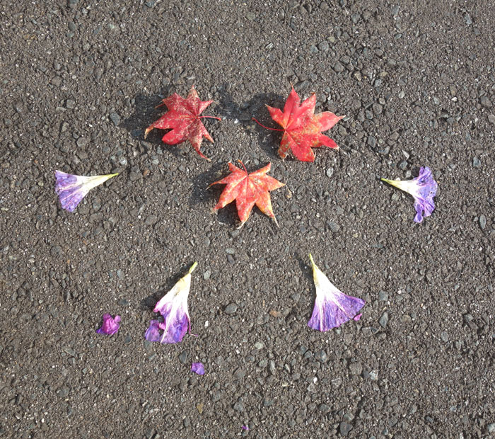 朝顔を並べてみた20251107