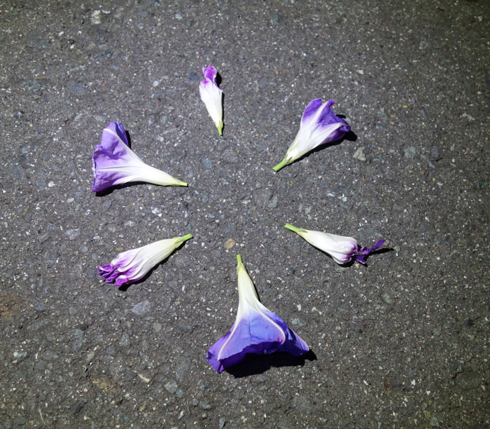 朝顔を並べてみた20251111