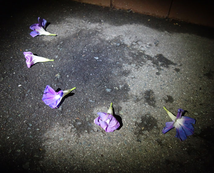 朝顔を並べてみた20251113