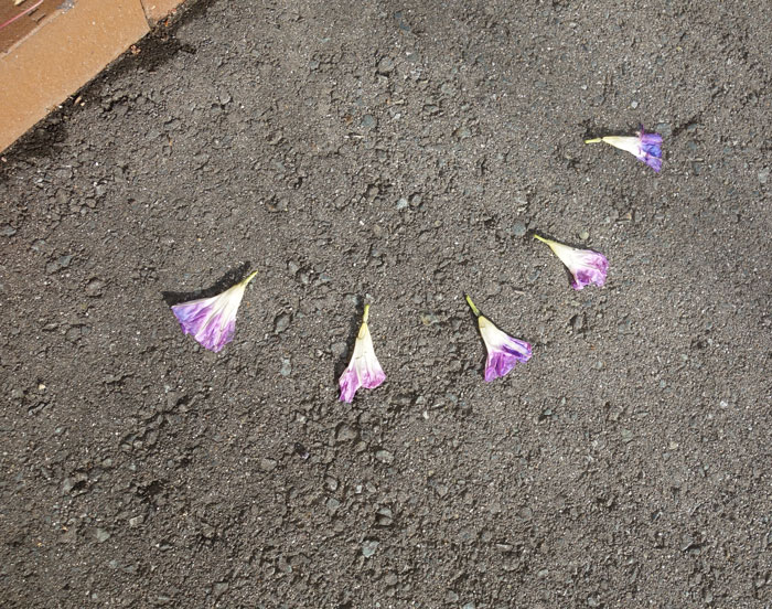 朝顔を並べてみた20251114