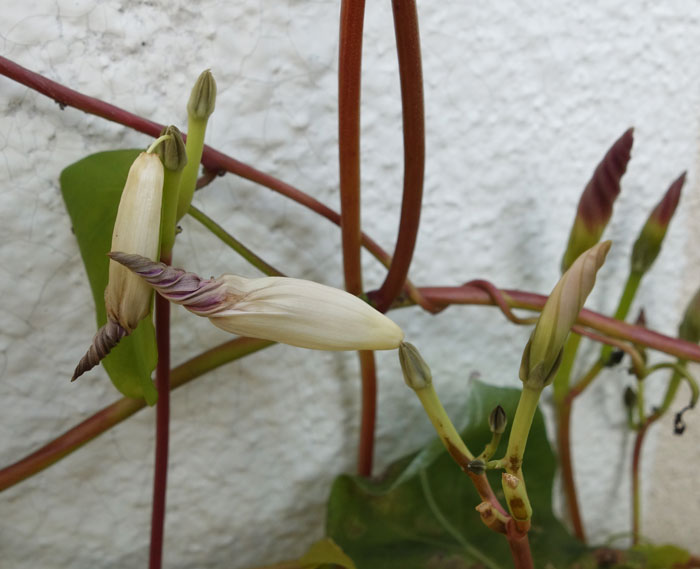 朝顔を並べてみた20251119