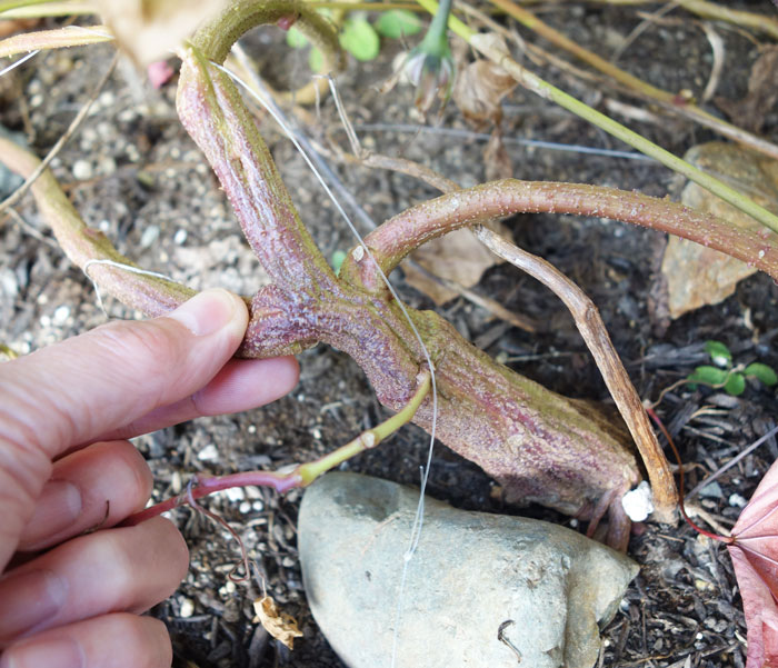 朝顔を並べてみた20251119