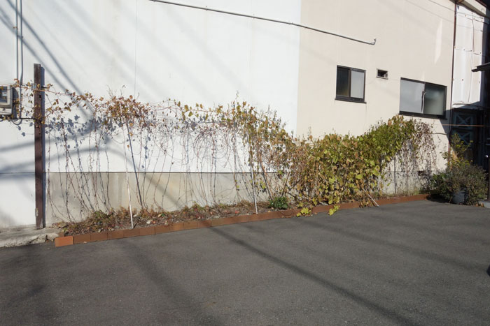 朝顔を並べてみた20251120