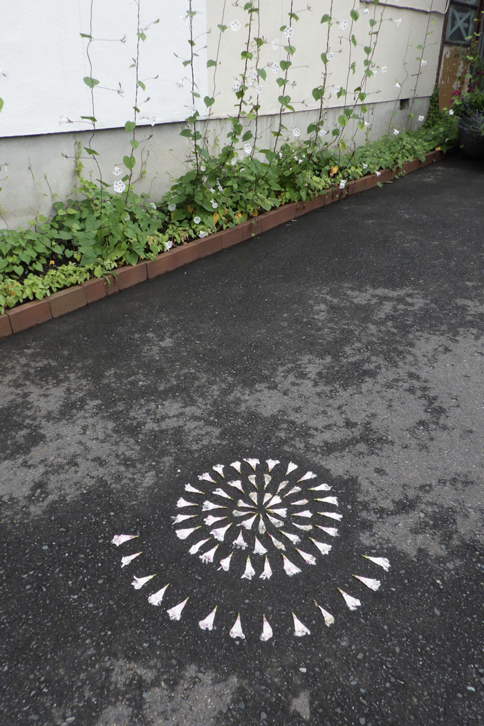 朝顔を並べてみた20260623