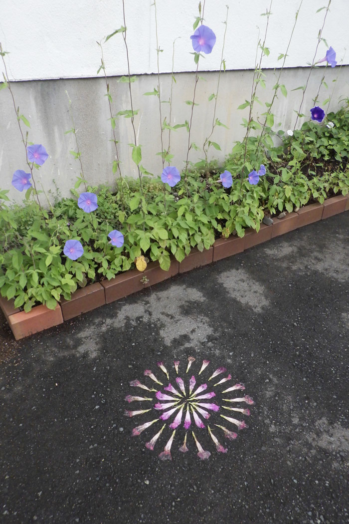 朝顔を並べてみた20260720