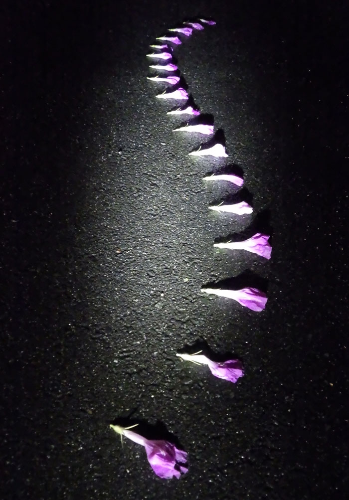 朝顔を並べてみた20260724