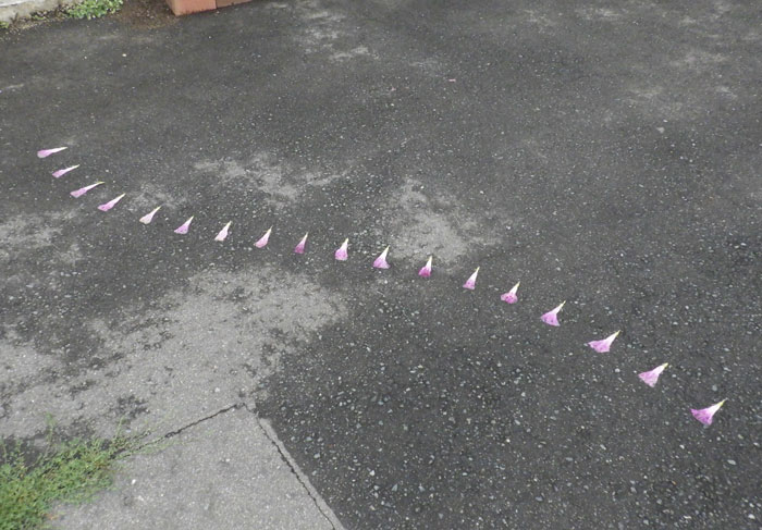 朝顔を並べてみた20260725