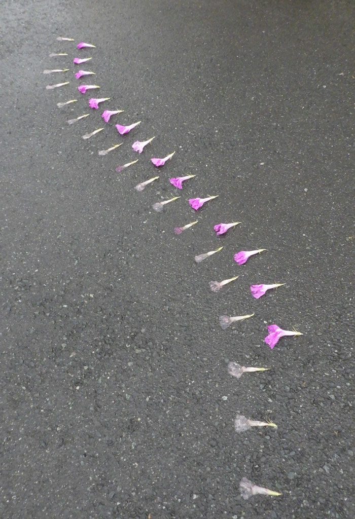 朝顔を並べてみた20260726