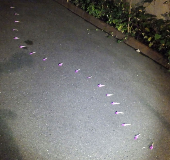 朝顔を並べてみた20260729