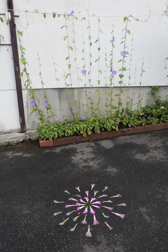 朝顔を並べてみた20260803