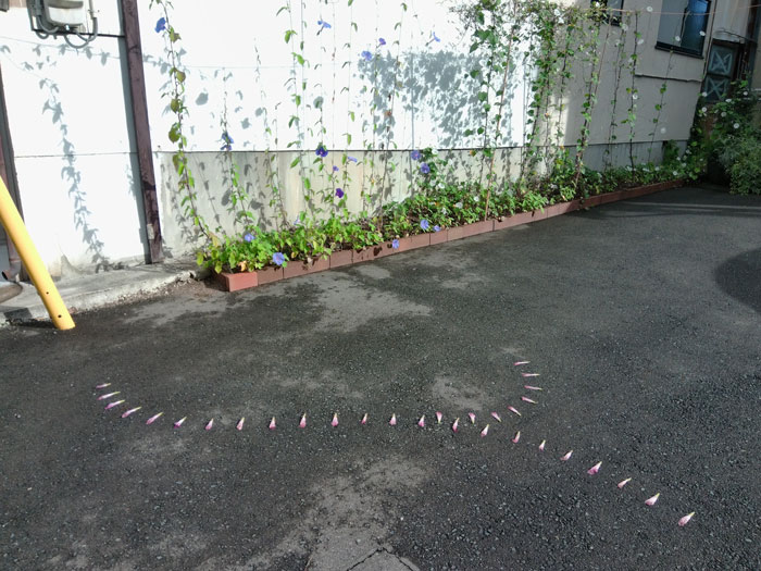 朝顔を並べてみた20260812