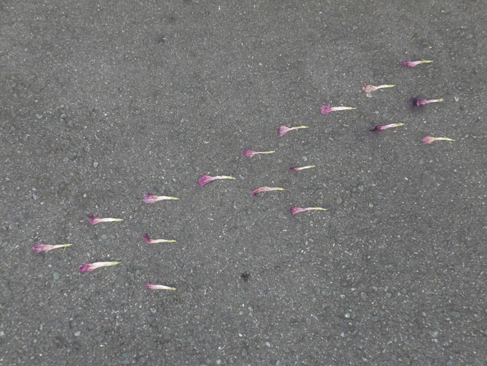 朝顔を並べてみた20260820