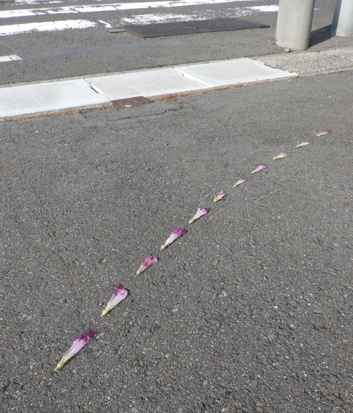 朝顔を並べてみた20260821