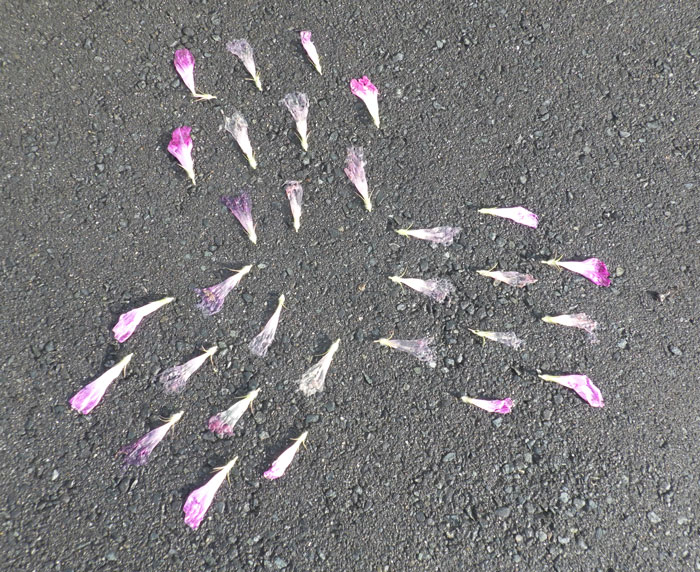 朝顔を並べてみた20260904