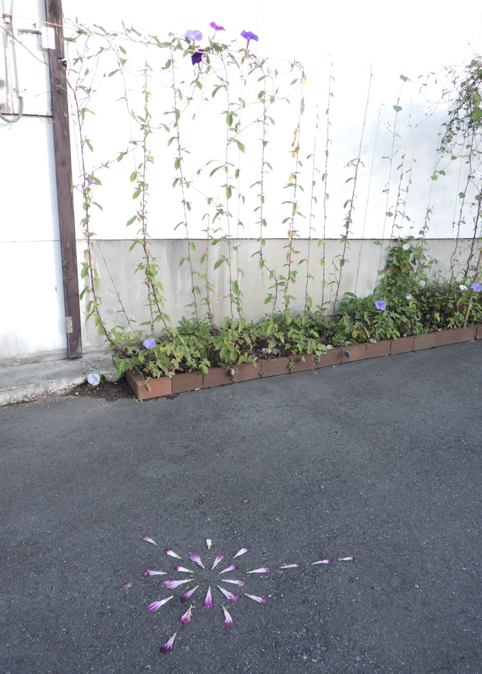 朝顔を並べてみた20260905