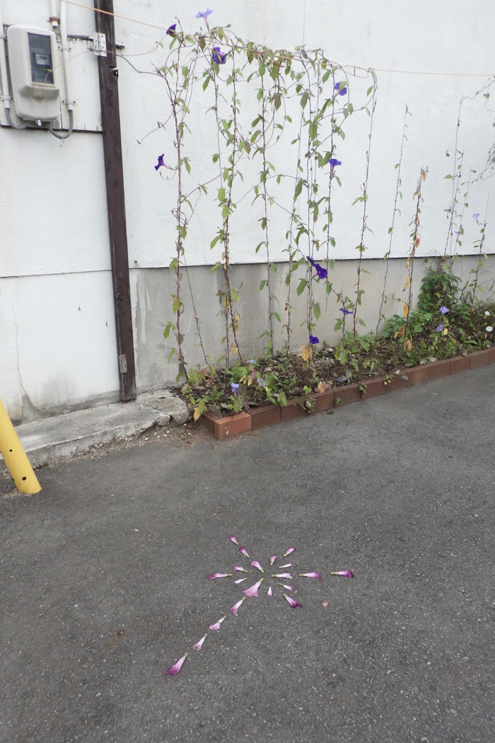 朝顔を並べてみた20260924