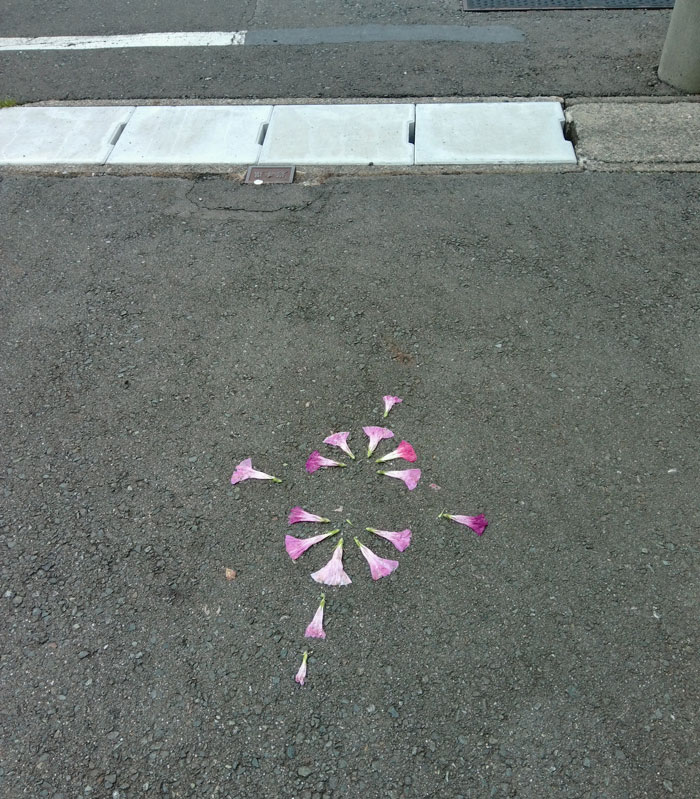 朝顔を並べてみた20260927