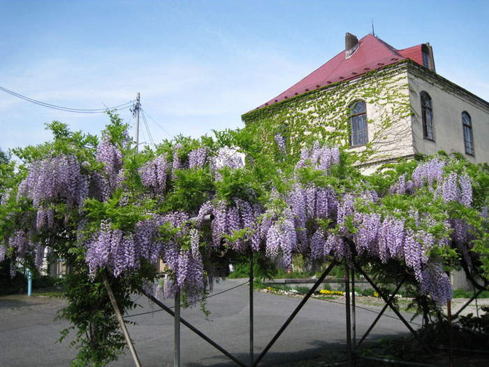 石井県令私邸-藤